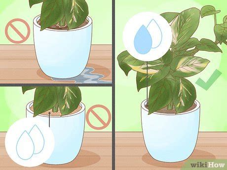 How to Care for Indoor Plants: 15 Steps (with Pictures) - wikiHow