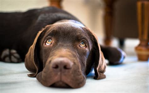 chocolate lab names Archives | Dogs Lovers Blog