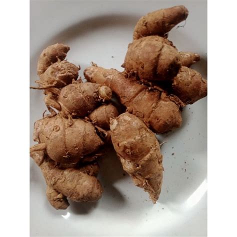 jual kencur kg shopee indonesia