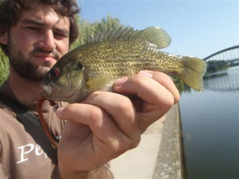 le crapet de roche  poisson insolite  leurrer en france