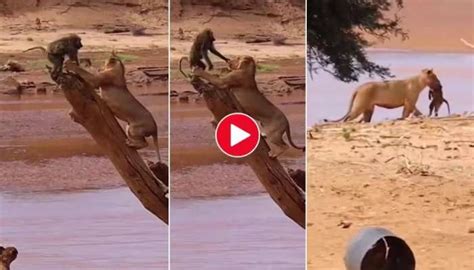 Monkey vs Lion: Scary Viral Video | சிங்கக்கூட்டத்தில் சிக்கிய குரங்கு ...