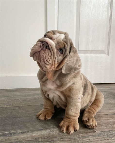 Top-quality, AKC-registered English Bulldog puppies for sale