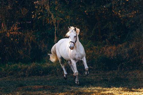 Horse Pictures · Pexels · Free Stock Photos