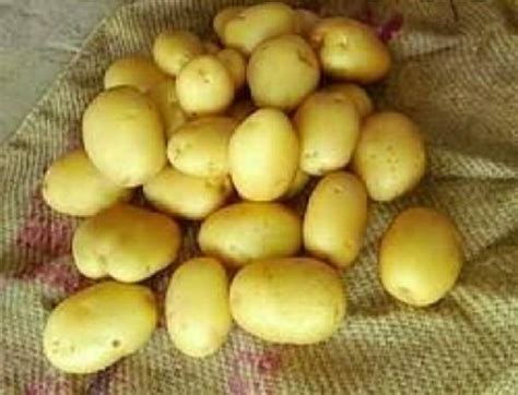 sara patato traders  chennai retailer  fresh potatoes