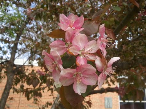 Urban Science Adventures! ©: Wordless Wednesday: Crab apple flowers