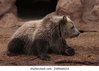 Cute Baby Grizzly Bear Playing Stock Photo 2189664215 | Shutterstock