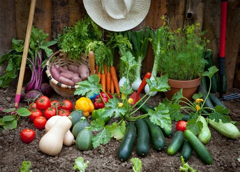 Enter the World of Gardening: Vegetables - Sovereign Construction ...