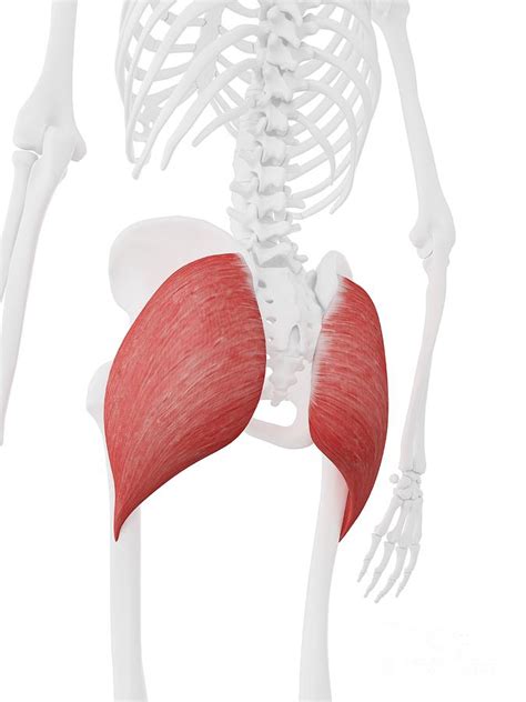 Gluteus Maximus Muscle Photograph by Sebastian Kaulitzki/science Photo ...