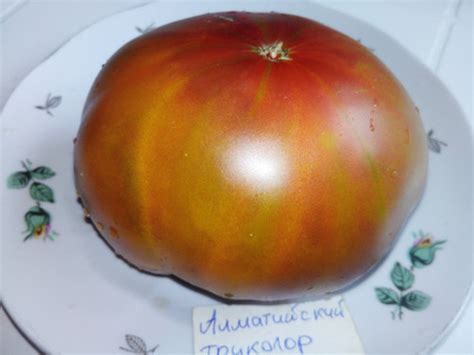 Алматинский триколор | mir-tomatov