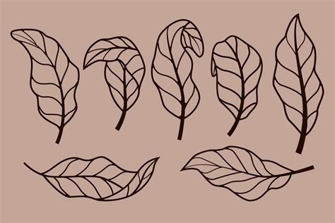 coffee leaf vector. perfect for beautifying your design 12107865 Vector Art at Vecteezy