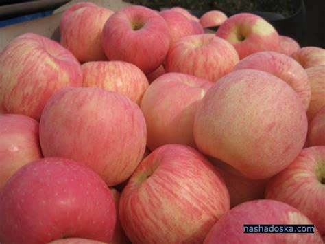 Продам яблуко, купити яблуко — Agro-Ukraine
