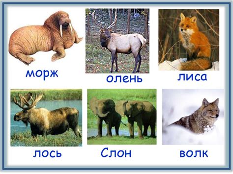 Разнообразие животных - online presentation