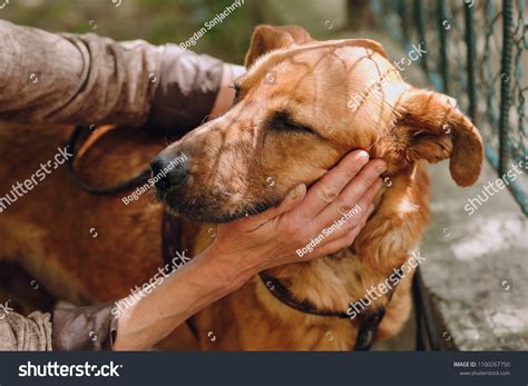 Save Street Dogs Royalty-Free Images, Stock Photos & Pictures ...