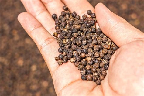 Black Peppercorns on Hand. Peppercorn Varieties. Milled Black Pepper ...