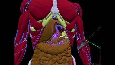 Anatomy Gameplay Yearly