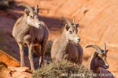 35 Desert Animals ideas | desert animals, animals, utah
