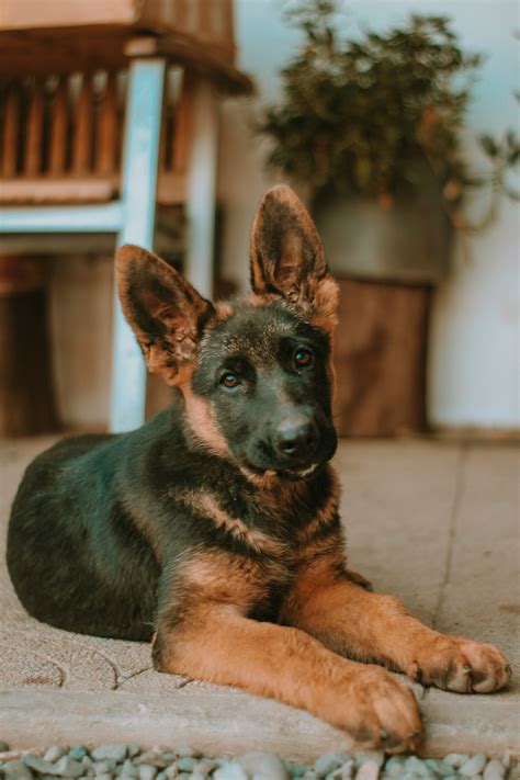 Food for German Shepherd Puppy: A Guide to Healthy Nutrition