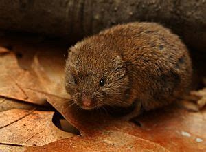 woodland vole facts  kids