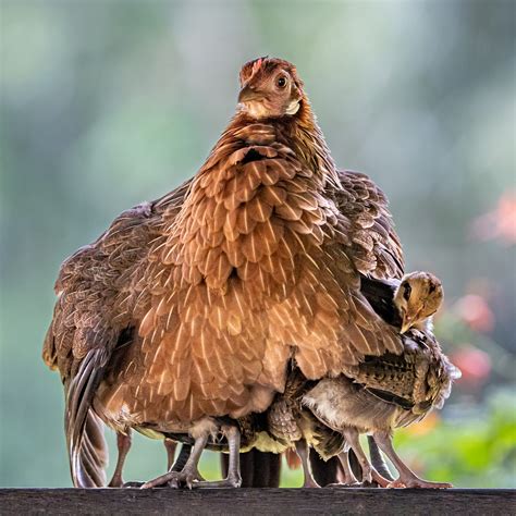 Beautiful photo of mother hen protecting chicks from the rain captured ...