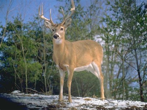cerf