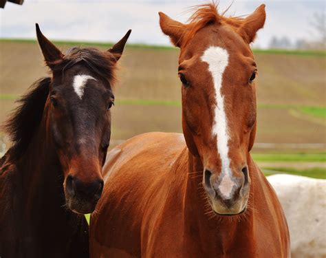 Free Images : nature, pasture, stallion, mane, fauna, bridle, animals