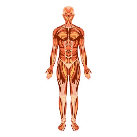 Muscular system anatomy human body - Transparent PNG & SVG vector file