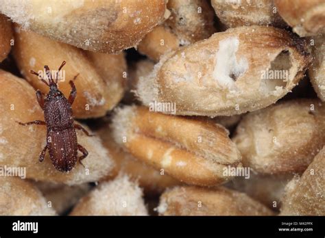 Beetle of wheat weevil also known as the grain weevil or granary weevil ...