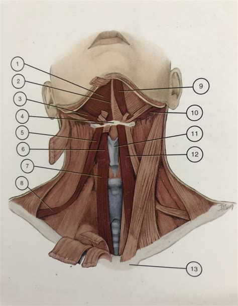 hyoid muscle diagram diagram quizlet