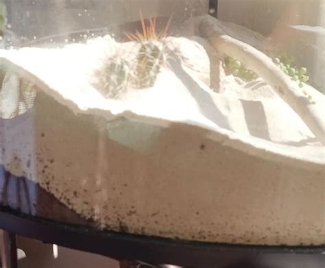 Blue Death Feigning Beetles (Question) : r/Beetles