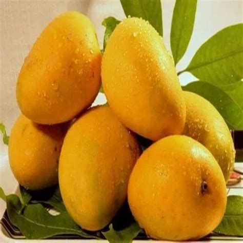 Natural Kesar Mangoes, Packaging Type: Carton at best price in ...