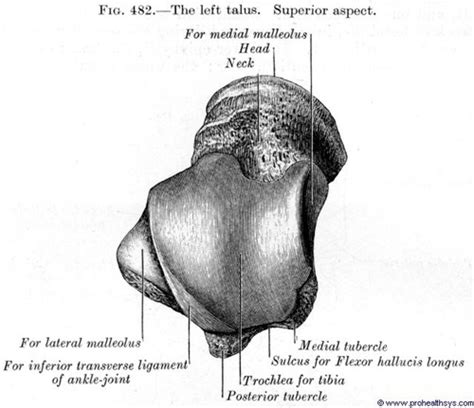 le foot ankle talocrural joint flashcards quizlet