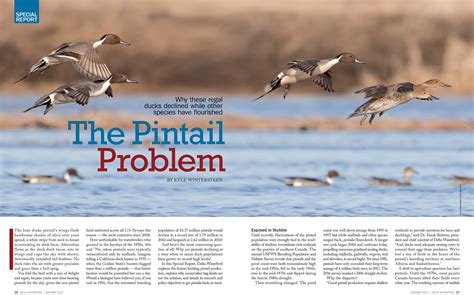 The Pintail Problem - Delta Waterfowl