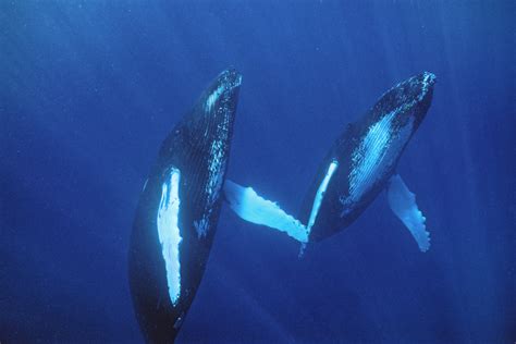 10 seriously gay animals
