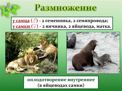 Класс млекопитающие. Общая характеристика класса - презентация онлайн