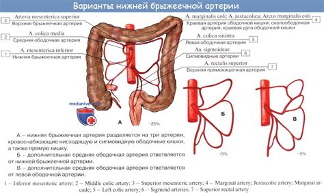 Анатомия: Нижняя брыжеечная артерия, а. mesenterica inferior