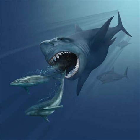 What Did The Megalodon Shark Eat? - FossilEra.com