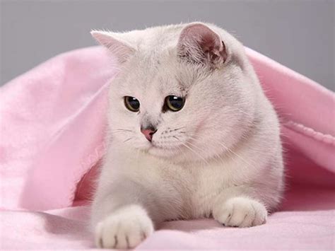 Картинки котиков в одежде