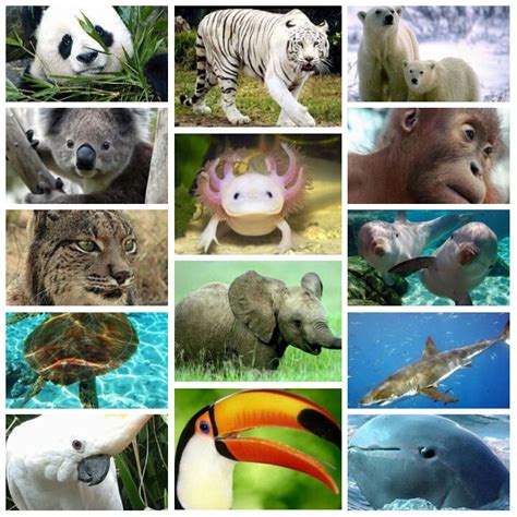Animales en peligro de extinción.: ANIMALES EN PELIGRO DE EXTINCIÓN.