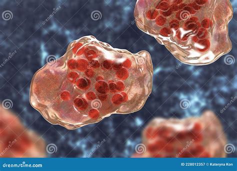 giant multinucleated cells stock illustration illustration  medical