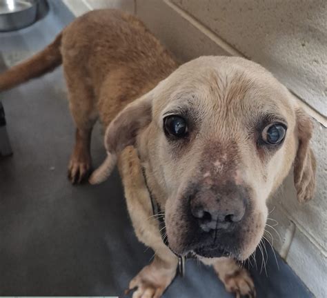 Paulding County Animal Control | Dallas GA