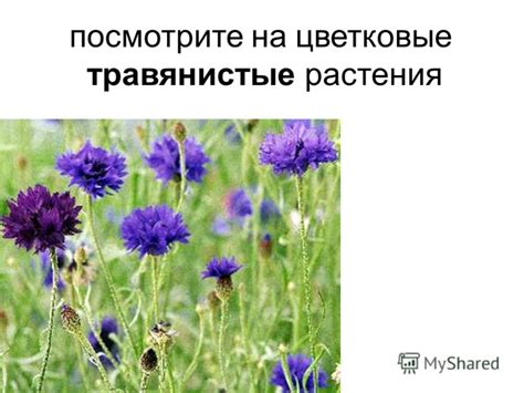 Презентация на тему: "Посмотрите на цветковые травянистые растения. у ...