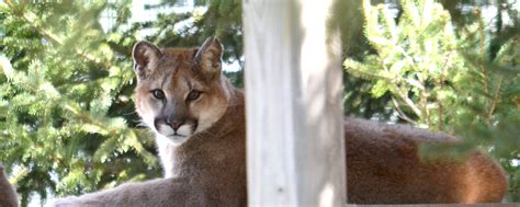 Wild-born cougars released into new habitat at The Wildcat Sanctuary - The Wildcat Sanctuary