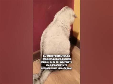 Как ИЗВИНИТЬСЯ перед КОТОМ или КОШКОЙ #кот #коты #shorts - YouTube