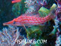 Hawkfish Care Profiles