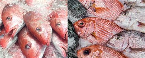 Red snapper vs tilapia: which fish reigns supreme in taste and