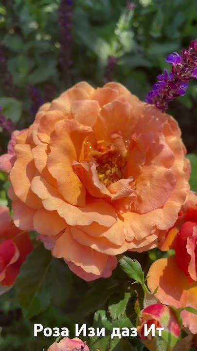 Роза Изи Даз Ит/ rose Easy does it #розарий #садоводство #цветы #розы # ...