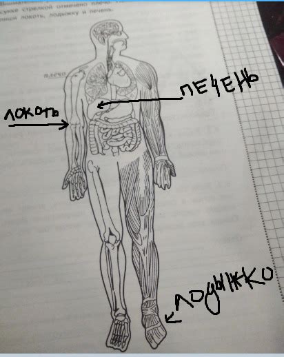 Внимательно рассмотри изображение тела человека. На рисунке стрелкой ...