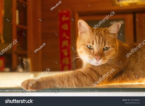 fat orange cat  sleepy dazed stock photo  shutterstock