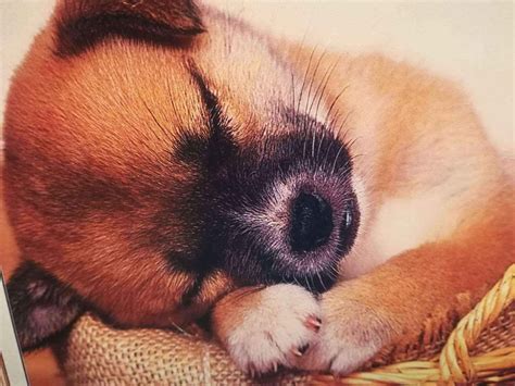 Cane che dorme – Il Circolo delle Piccole Pesti