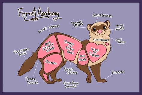 Ferret Anatomy (ENGLISH) Art Print by BFKIllustration on Etsy https